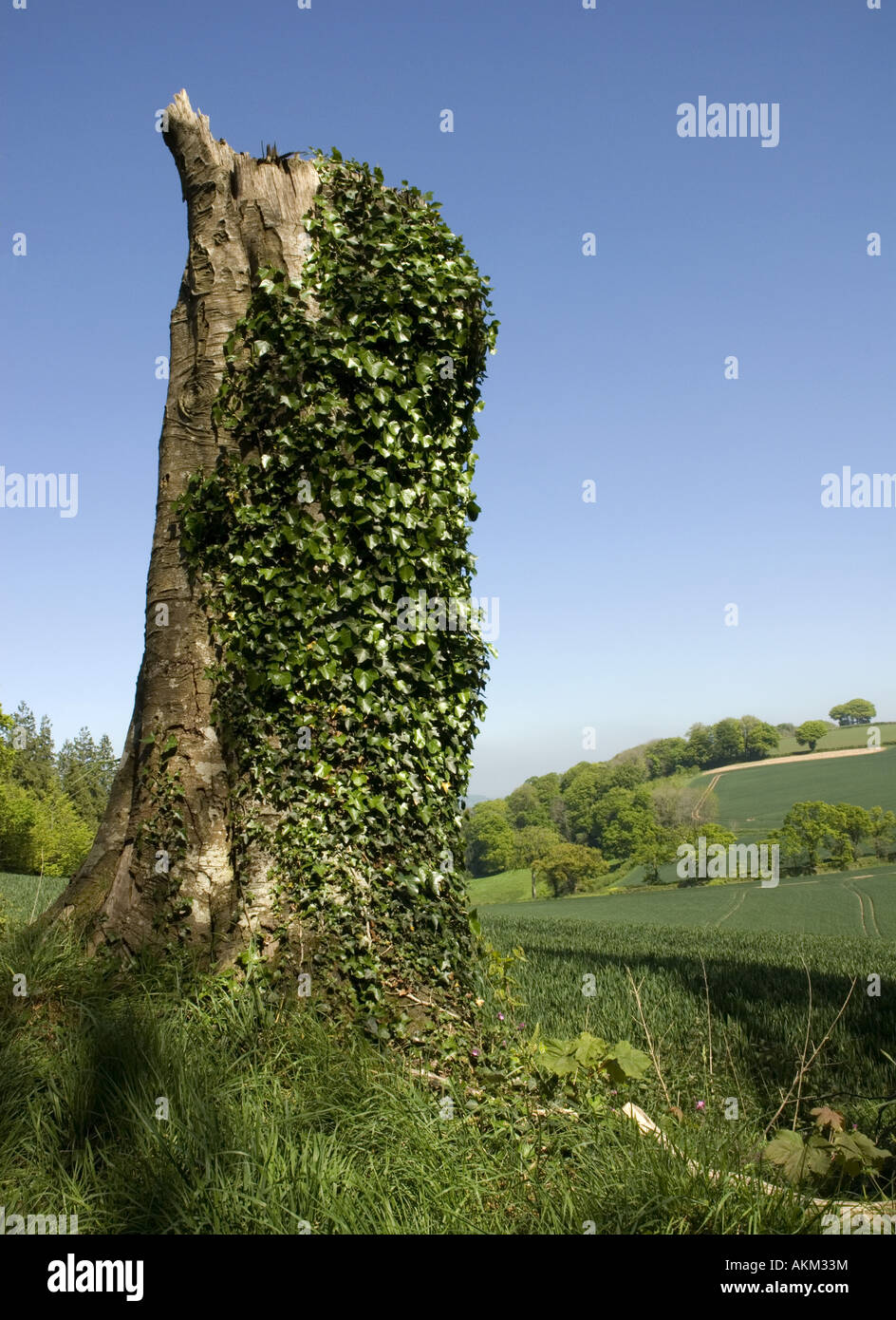 Old tree stump and rolling farmland near Cadbury in mid Devon Stock Photo