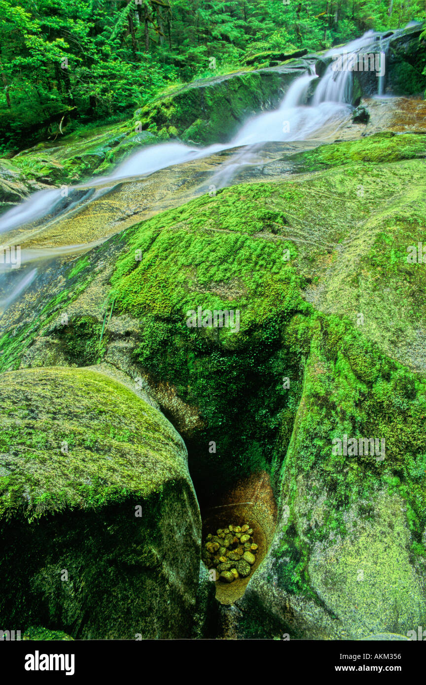 Pacific Coast Rainforest Stream