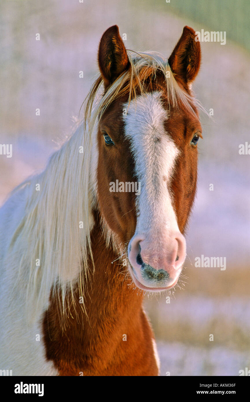 Horse face expression hi-res stock photography and images - Alamy