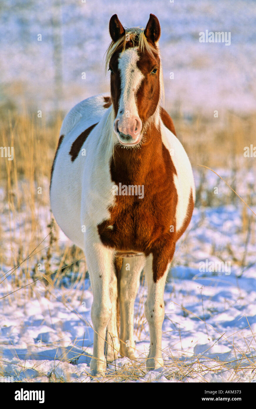 Pinto Horse 10 Stock Photo