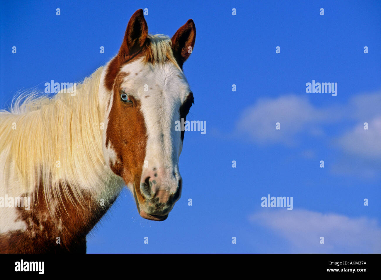 Pinto Horse 11 Stock Photo
