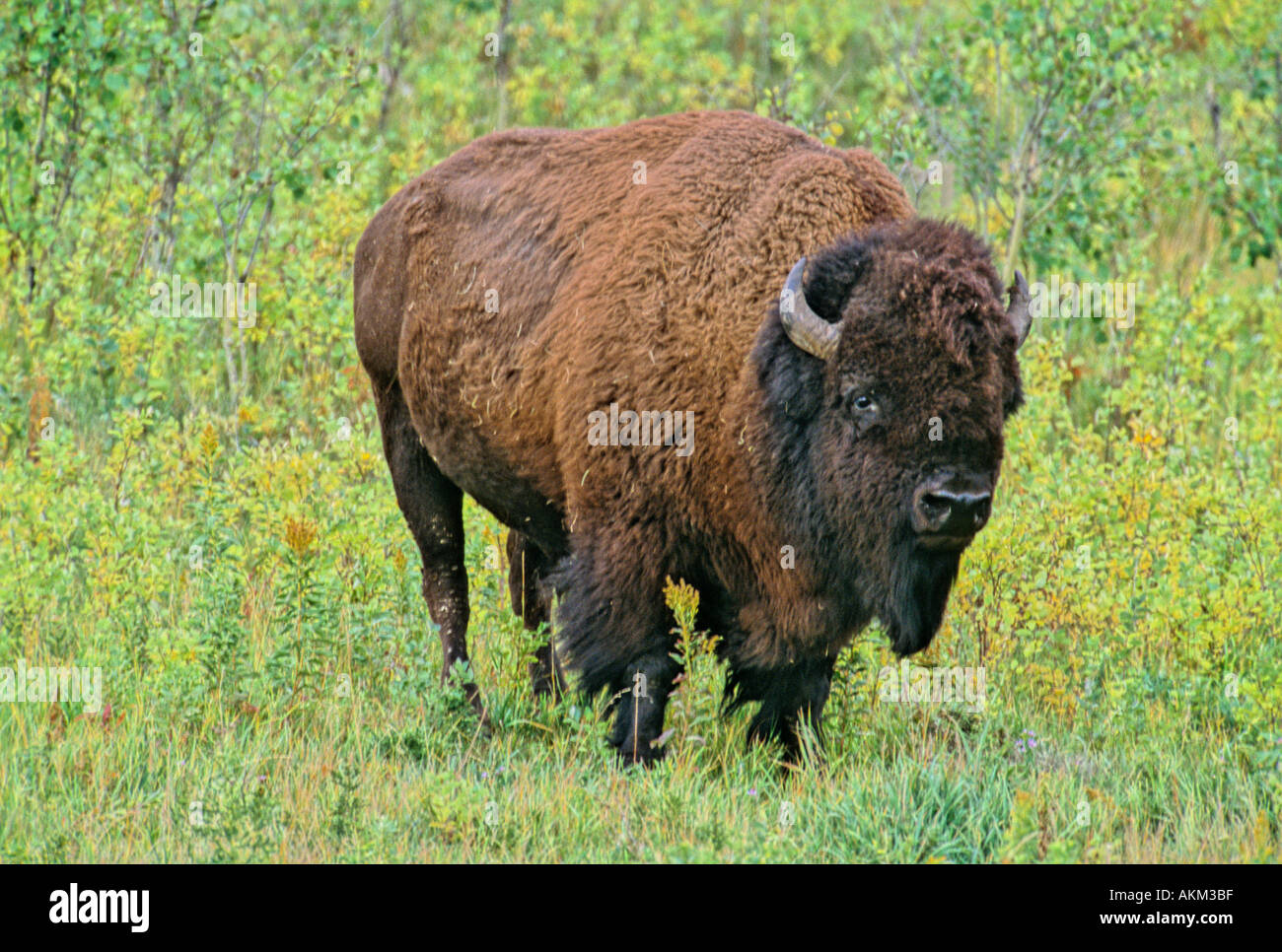 Plains bison bison bison bison herbivore hires stock photography and