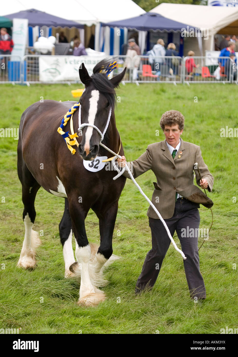 Shire Horse, Judging work horse clydesdale cart horse mare stallion Stock Photo