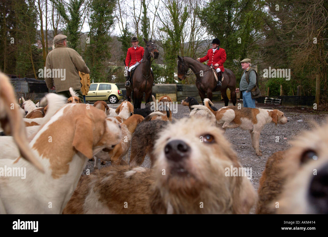 Fox Hounds Hunt Dogs High Resolution Stock Photography and Images Alamy