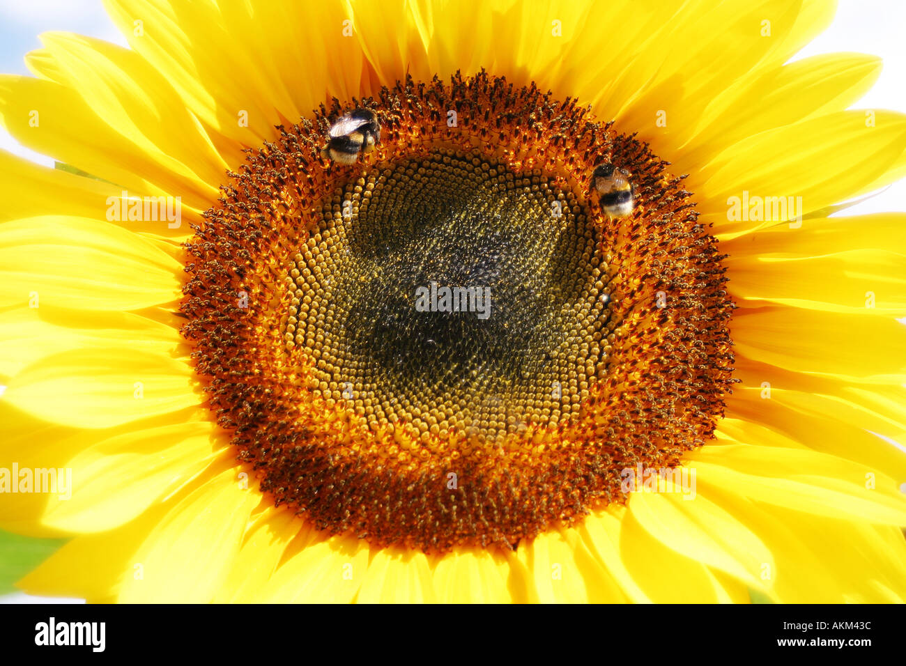 sunflower 4 Stock Photo
