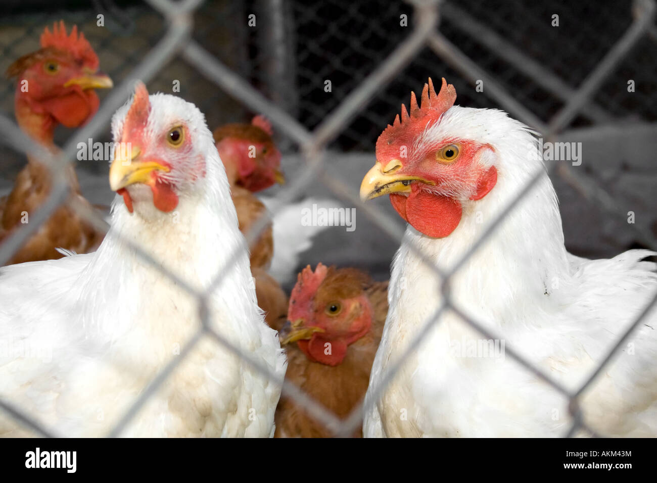 chickens in coop Stock Photo Alamy