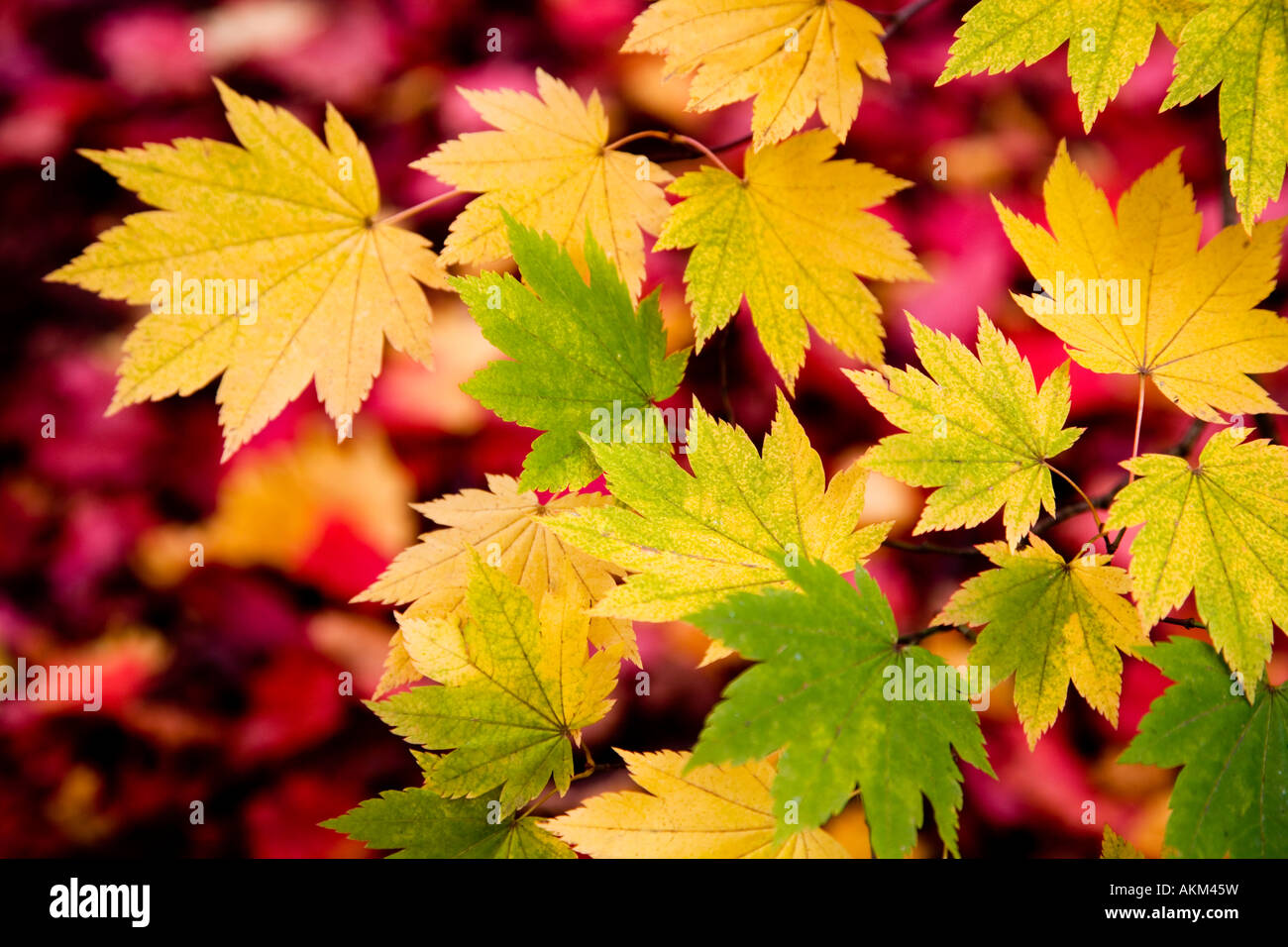 Autumn acer or maple leaves taken in Westonbirt Arboretum, Tetbury, Gloucestershire, England, UK Stock Photo