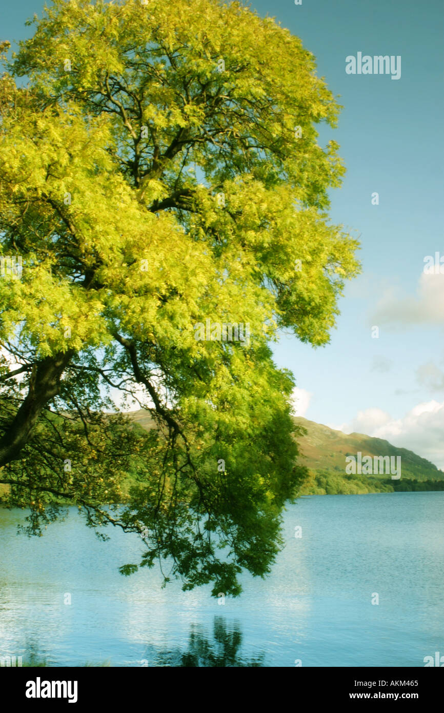 Scenic tree hi-res stock photography and images - Alamy