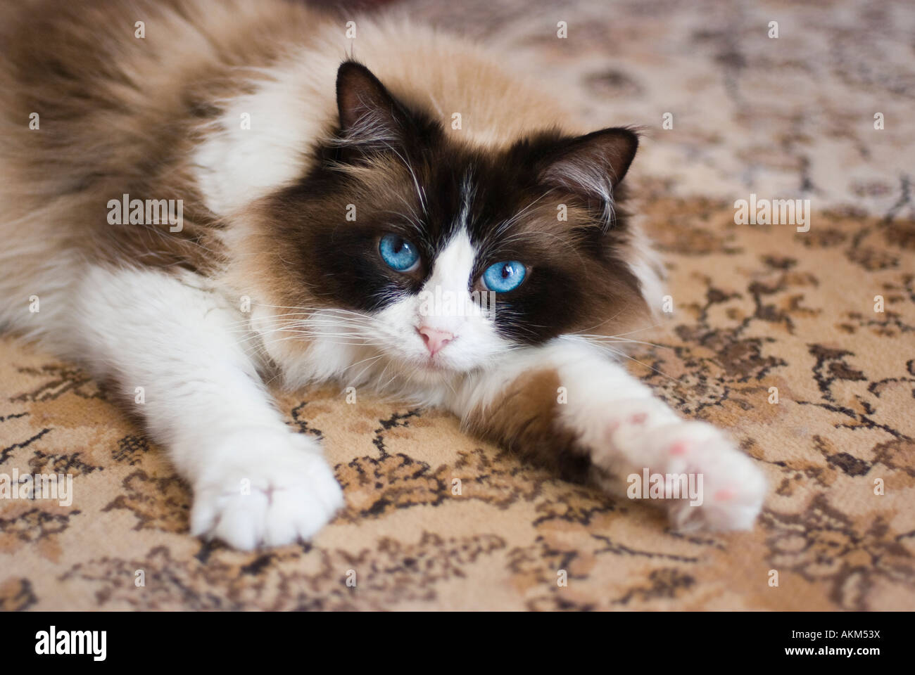 ragdoll queen