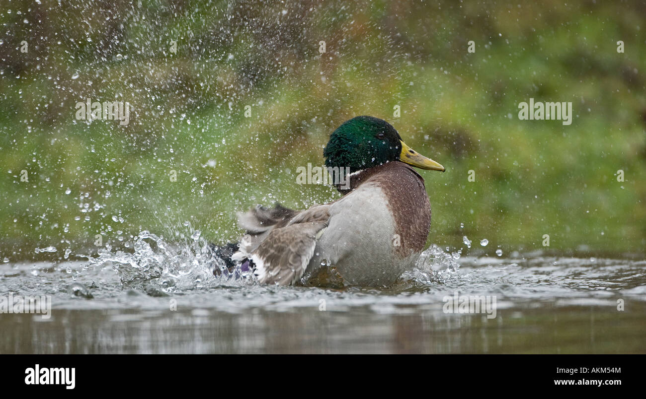 Drake Mallard anas plaryrhynchos spashing about in water Potton Bedfordshire Stock Photo