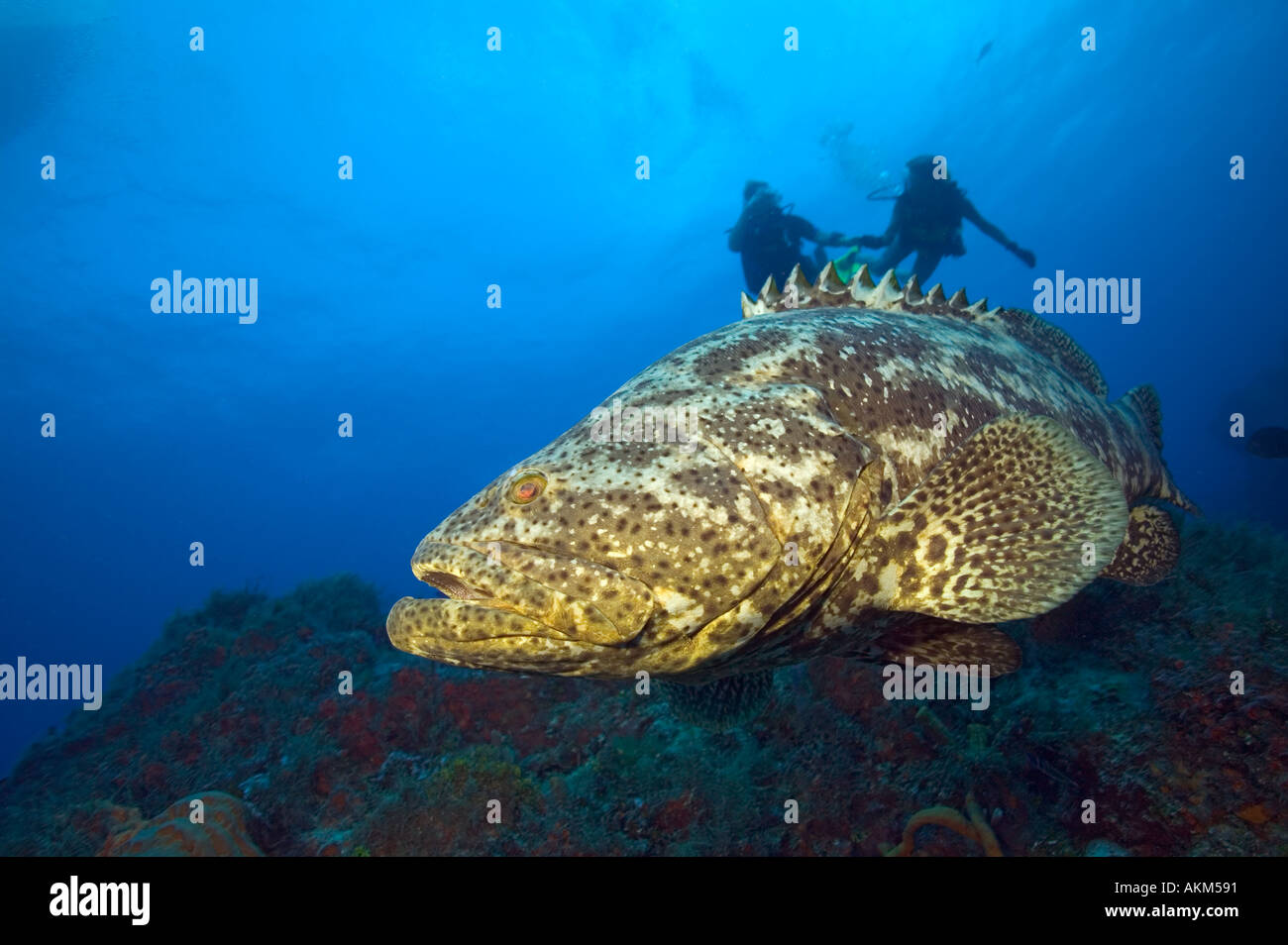 Divers approach larger grouper underwater Columbia divesite Cozumel ...