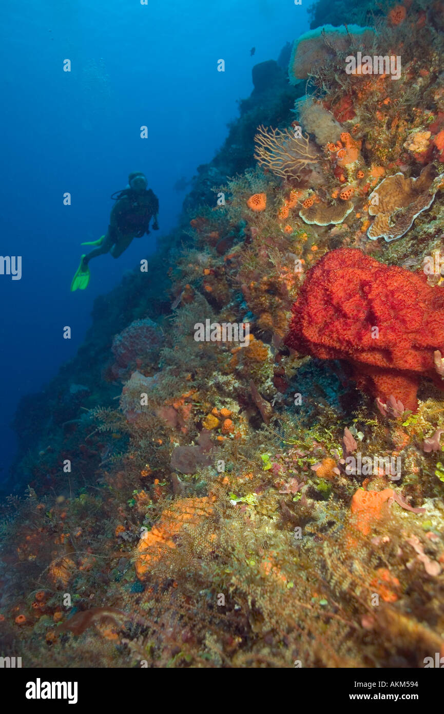 Woman diver and sponge on Santa Rosa Wall divesite Cozumel Mexico Stock  Photo - Alamy