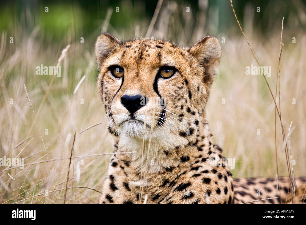 A Cheetah in the grass Stock Photo - Alamy