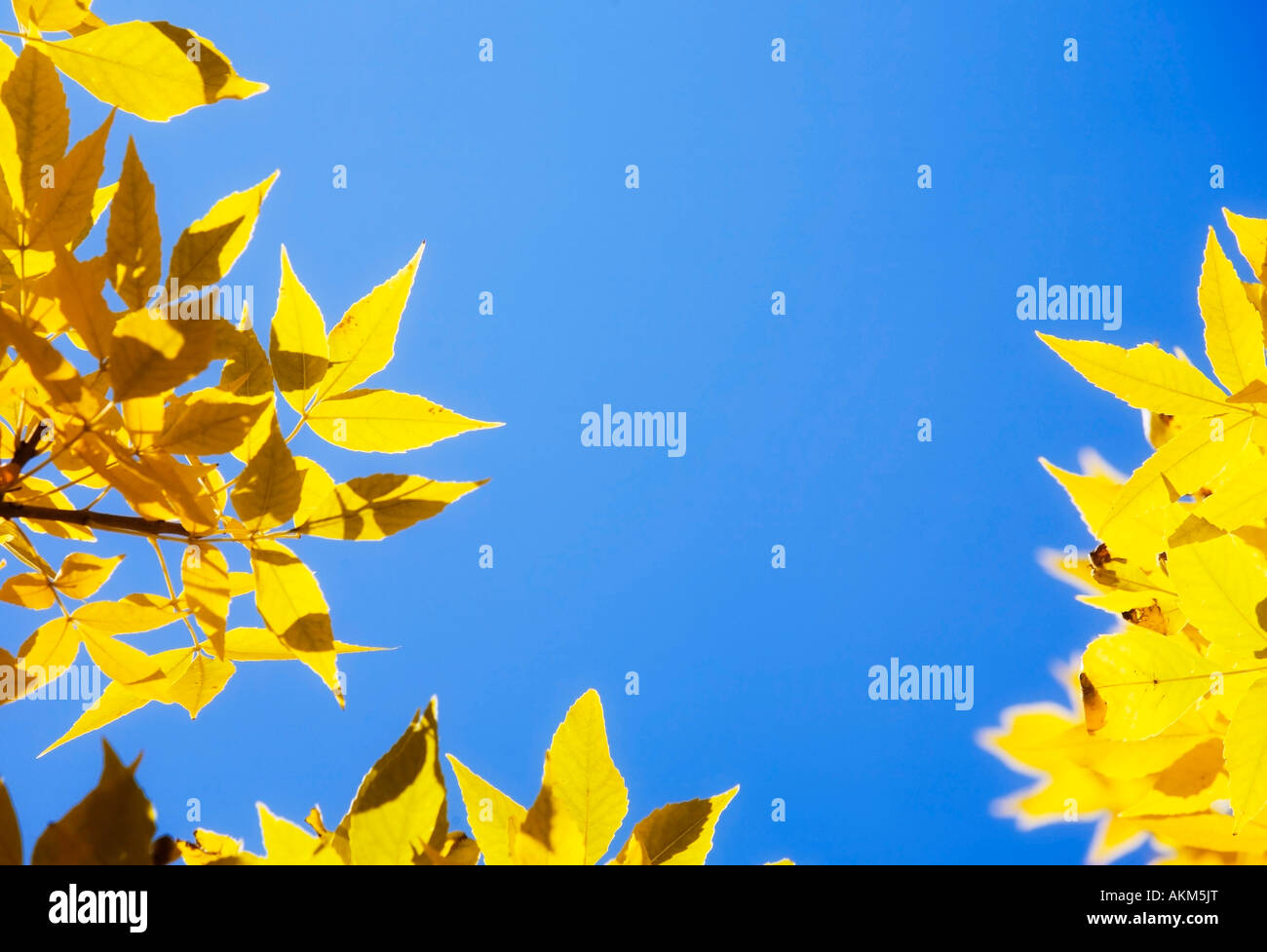 Yellow tree leaves Stock Photo