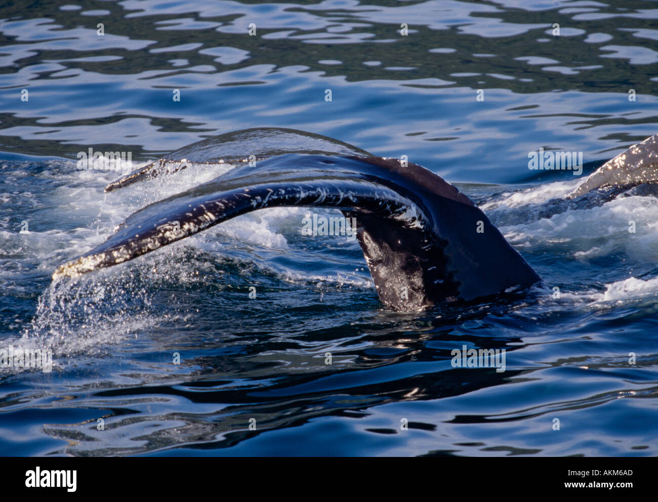 Humpback whale fluke hi-res stock photography and images - Alamy