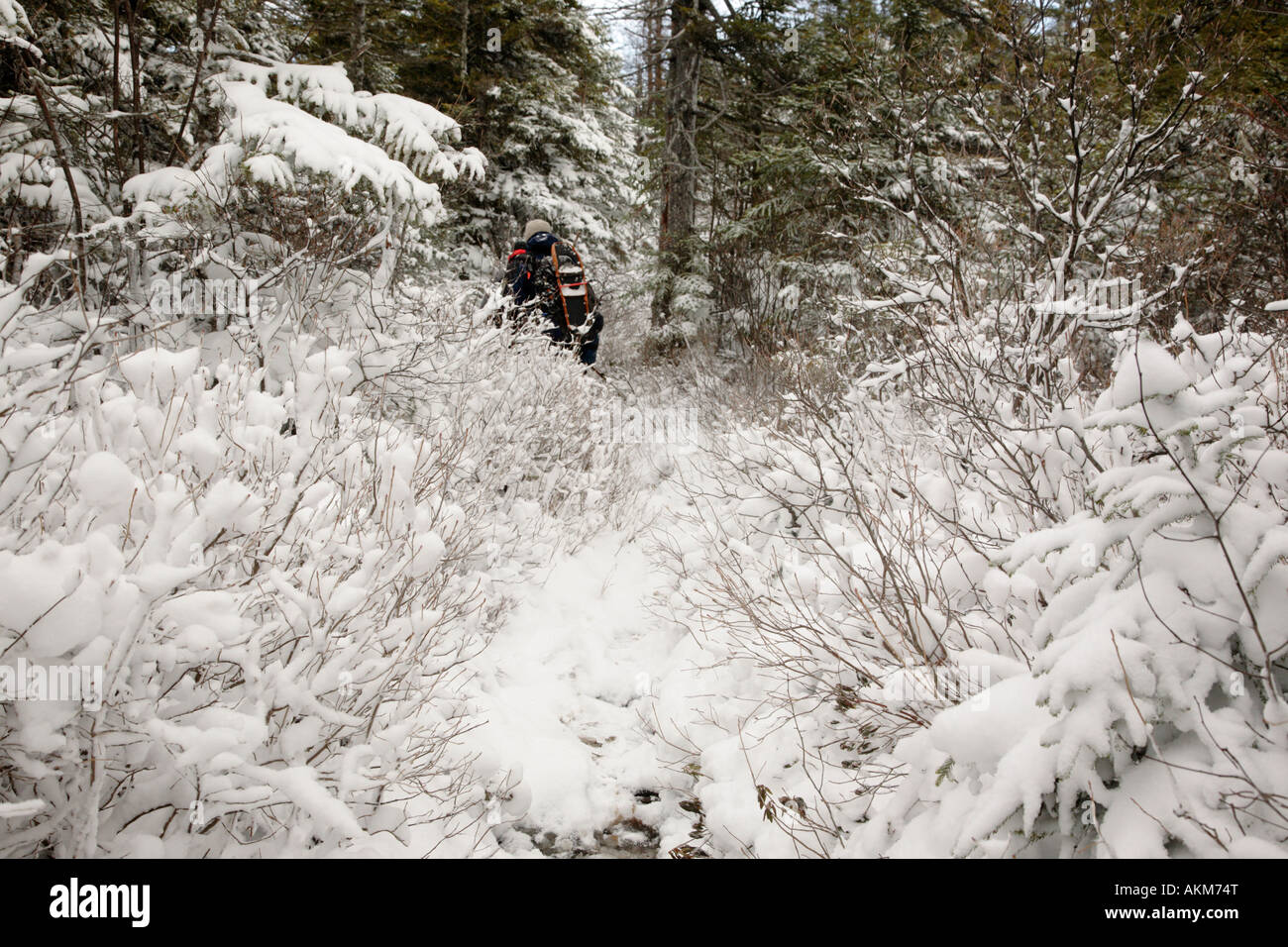Hikers on Davis Path near Mount Crawford Located in the White Mountains
