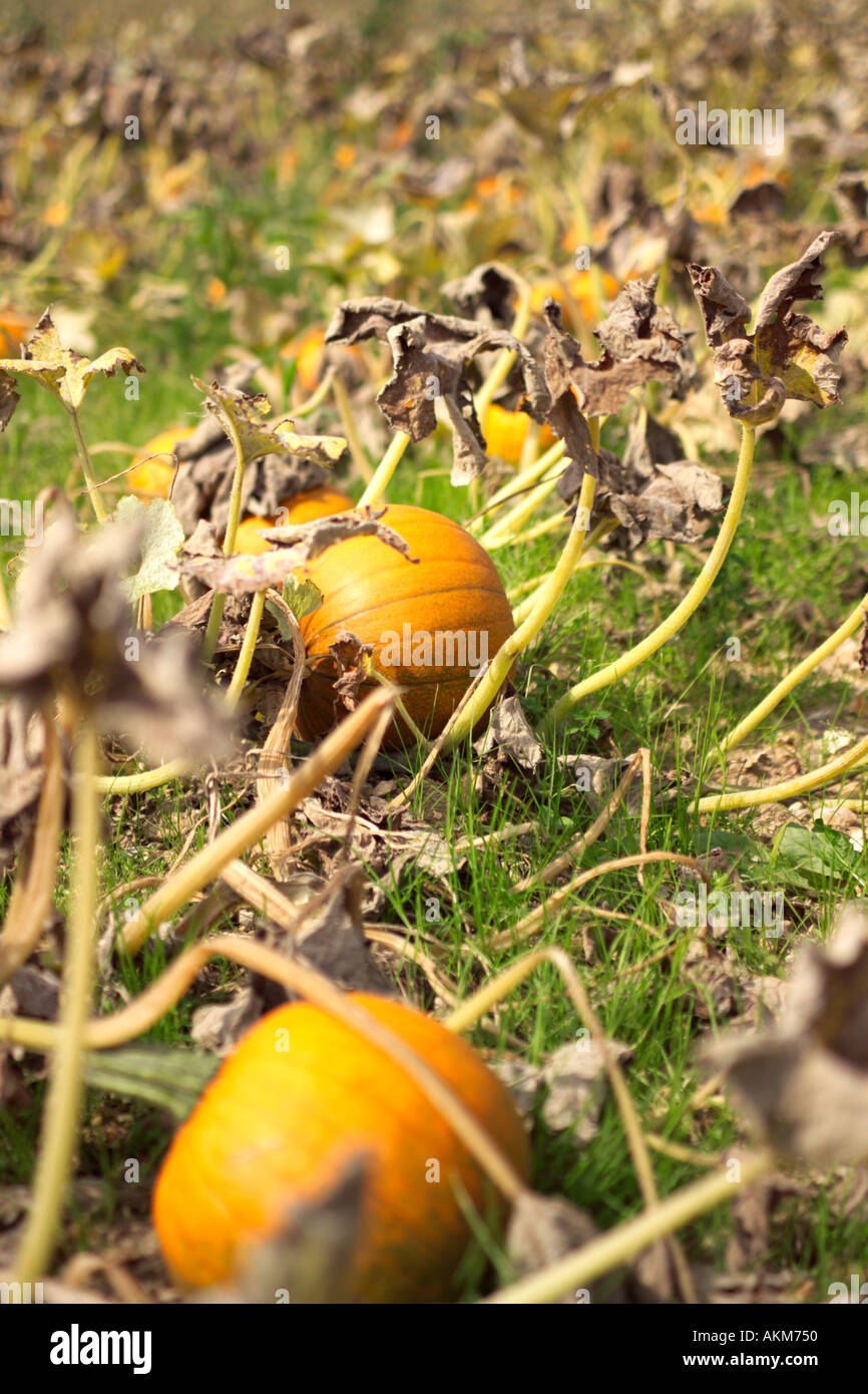 PUMPKINS GROWING IN FIELD IN THE SUNSHINE Stock Photo - Alamy