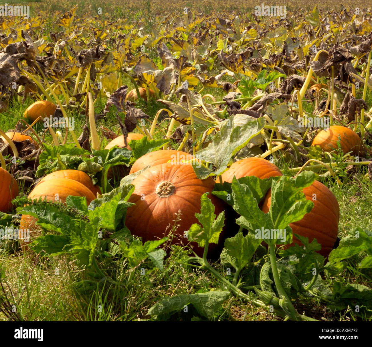 Connecticut field pumpkin hires stock photography and images Alamy
