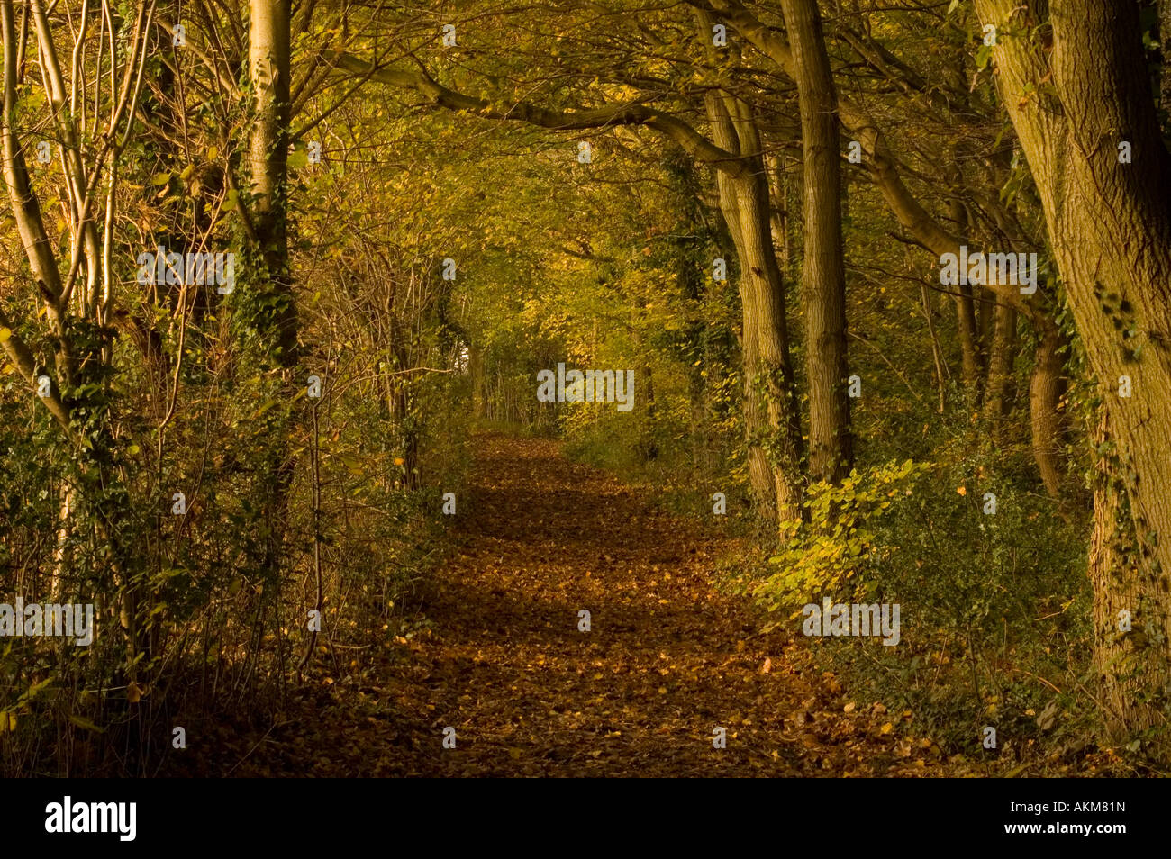 Reydon Woods In The Autumn in Reydon Suffolk Uk Stock Photo