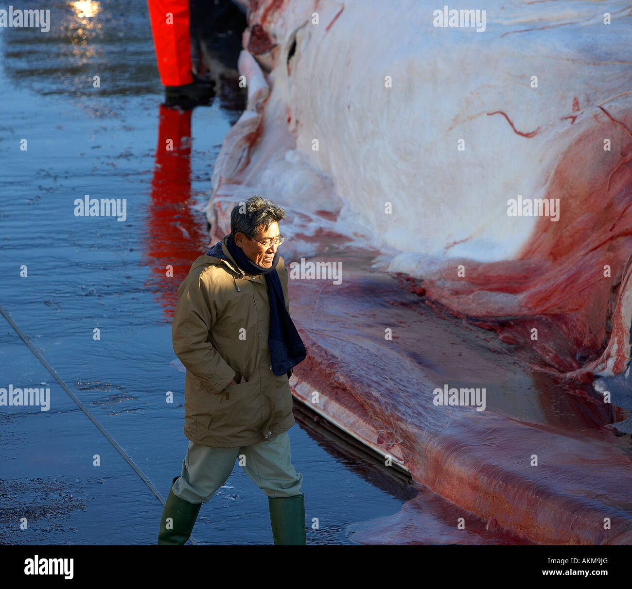 Potential buyer of hunted fin whale Stock Photo