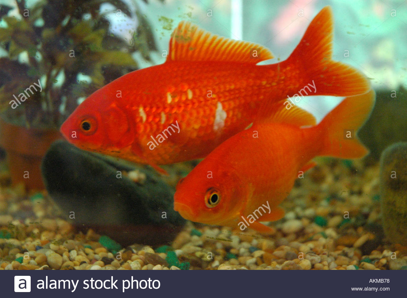 turner hooch dog breed