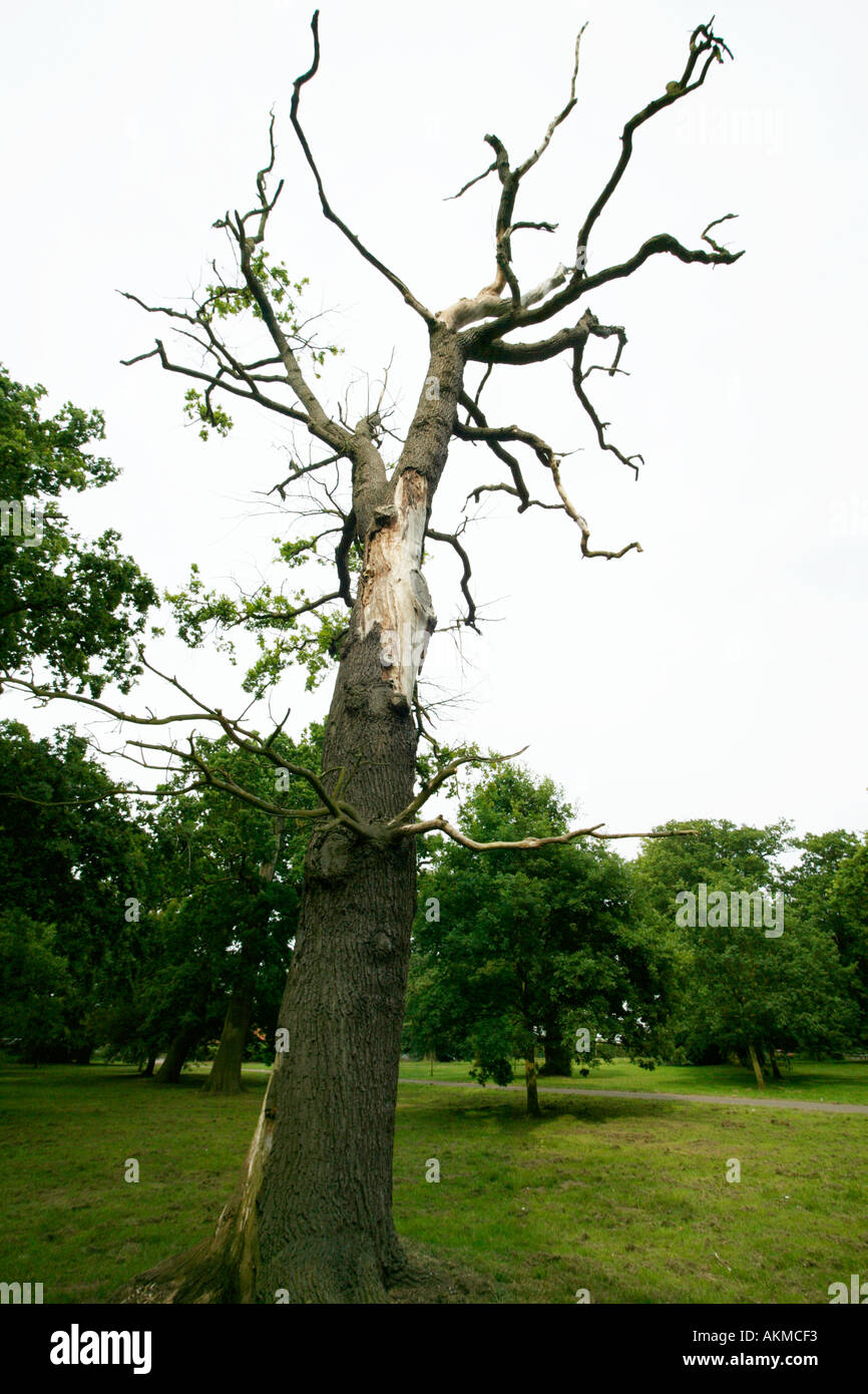 Dead Oak Tree Stock Photo Alamy