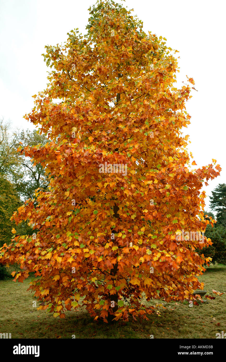 Autumn Sycamore Tree Stock Photo Alamy Autumn Sycamore Tree Stock Photo Alamy