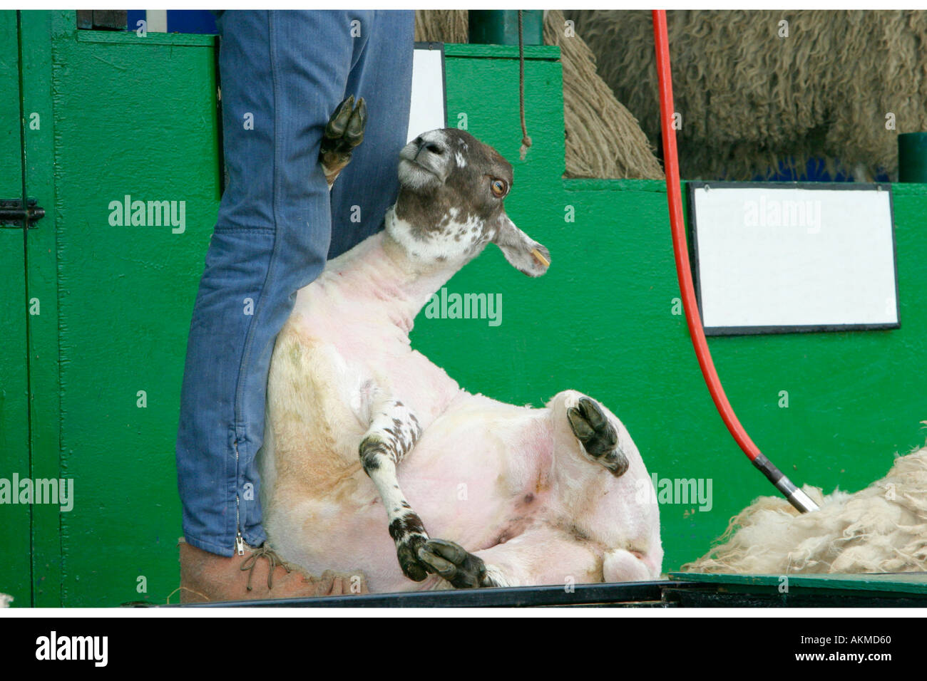 Sheep Shearing Demonstration 9 Stock Photo Alamy