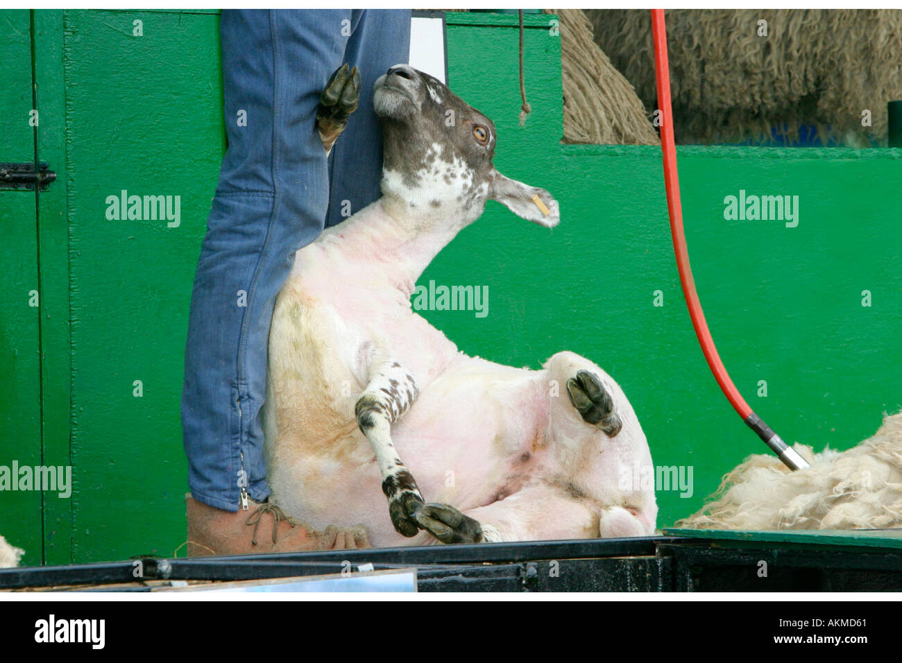 Sheep Shearing Demonstration 10 Stock Photo Alamy