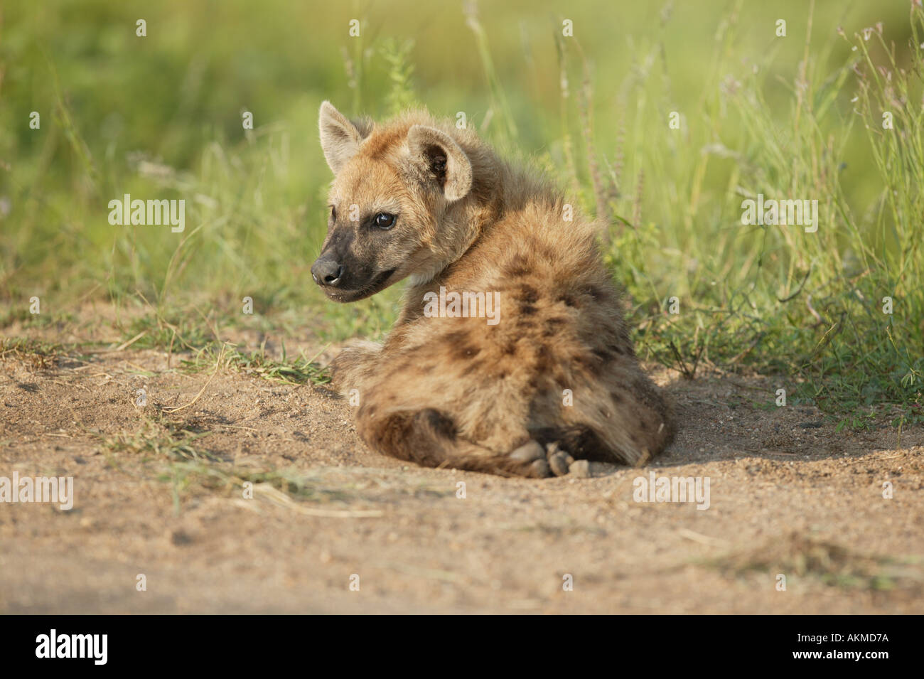 young hyena sitting on the ground Stock Photo