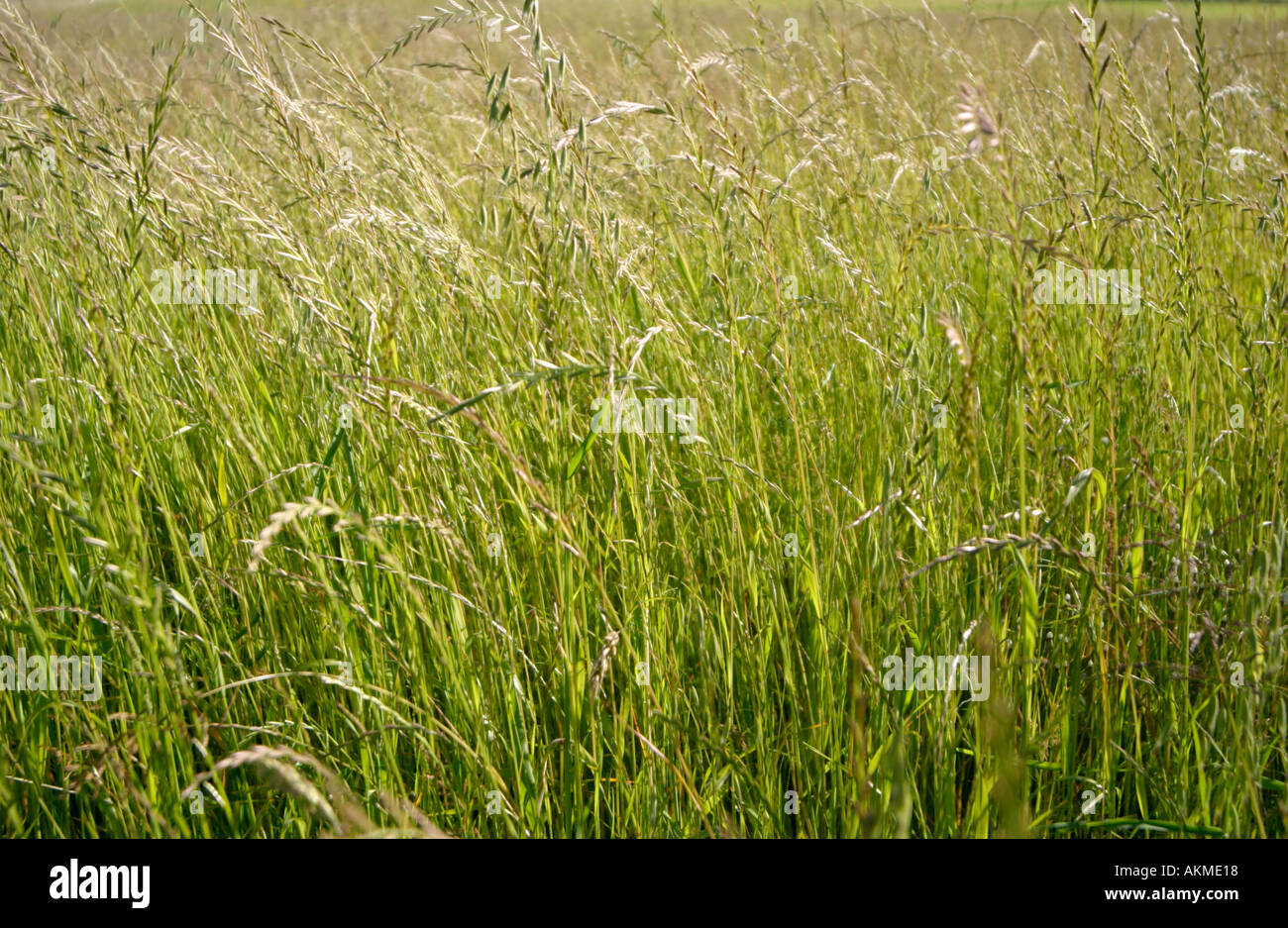 Grasses Stock Photo