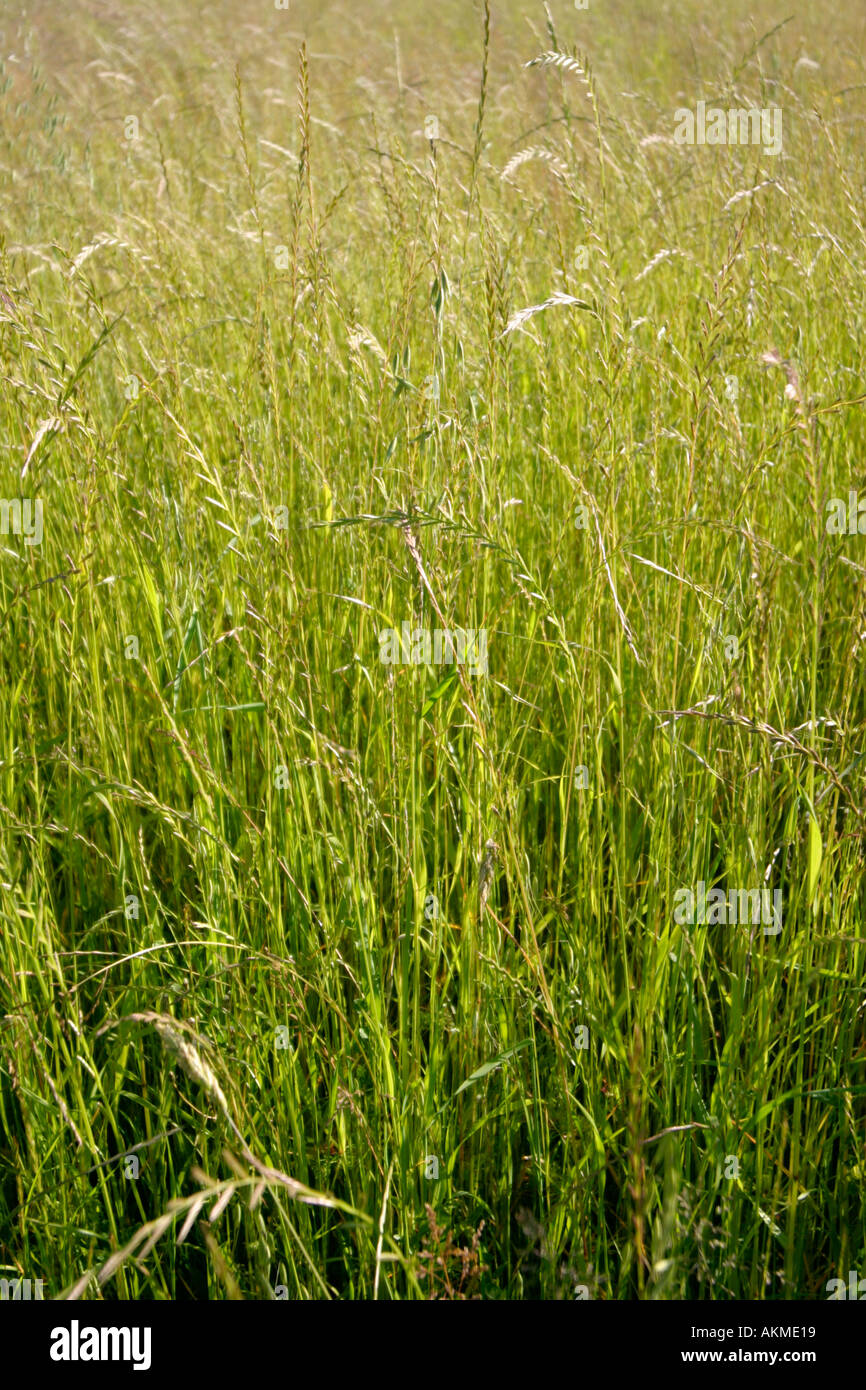 Common couch grass hi-res stock photography and images - Alamy