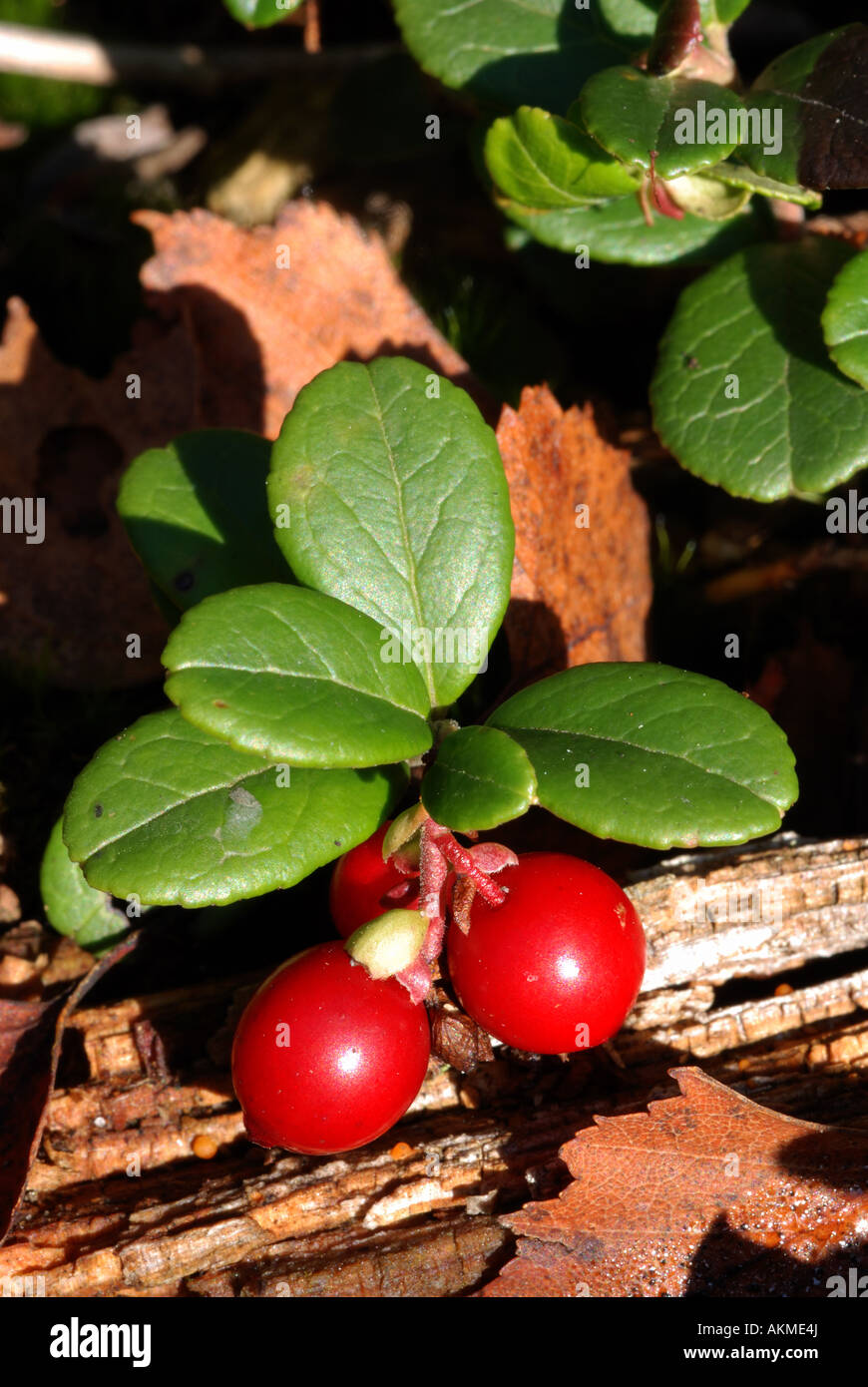Cowberry, Vaccinium vitis idaea, at Cannock Chase, Staffordshire, England, UK Stock Photo