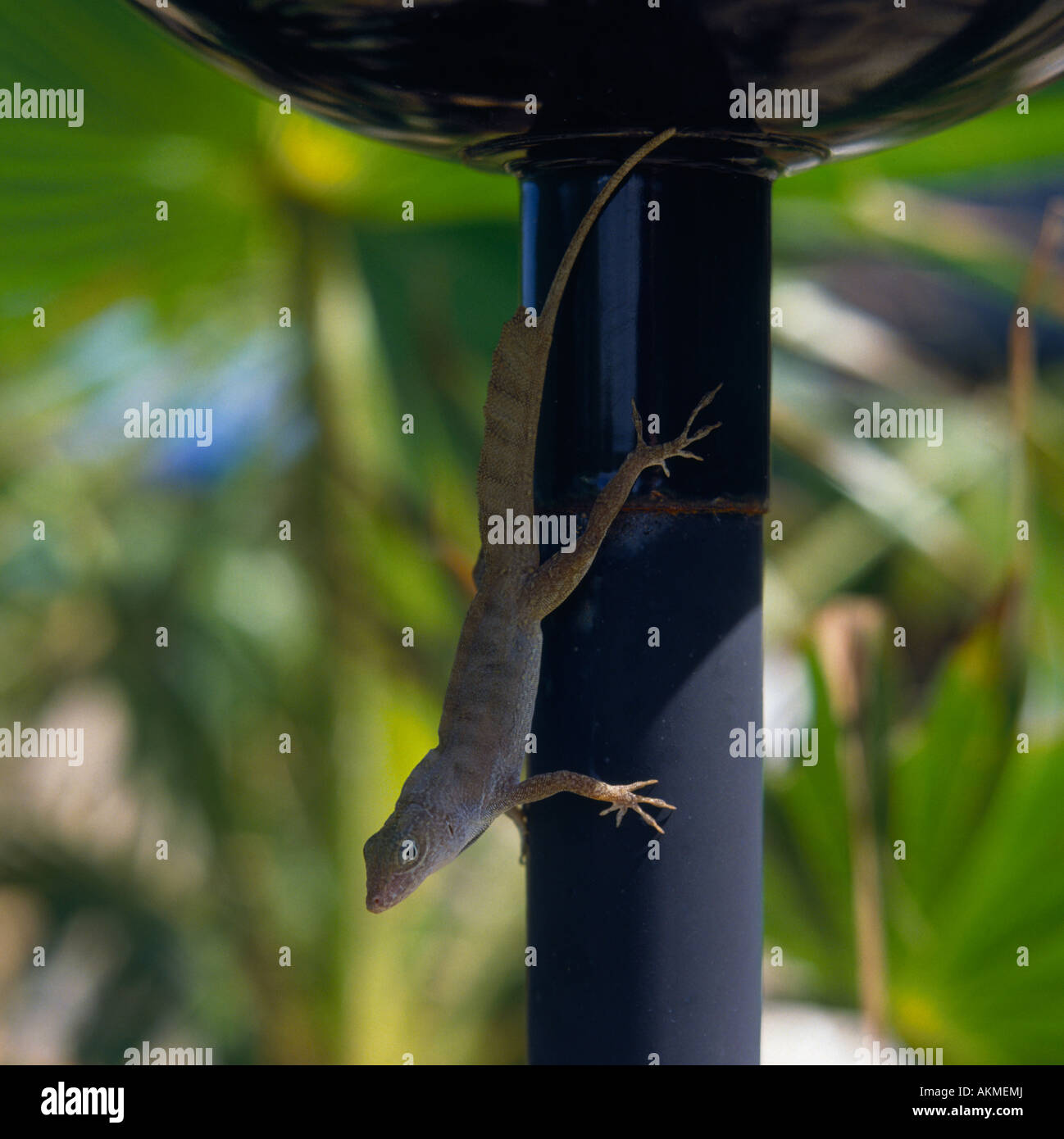 Pretty pale green speckled lizard clinging to the upright of a garden ...