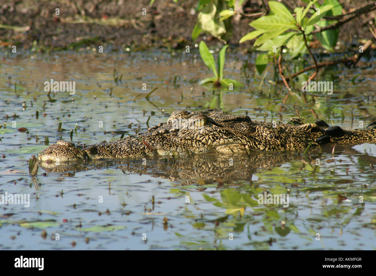 watchfull eye of crocodile Stock Photo