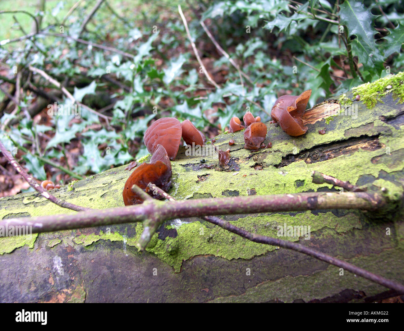 Jews Ear Fungus (Auricula Judae) growing on a fallen tree trunk. Stock Photo