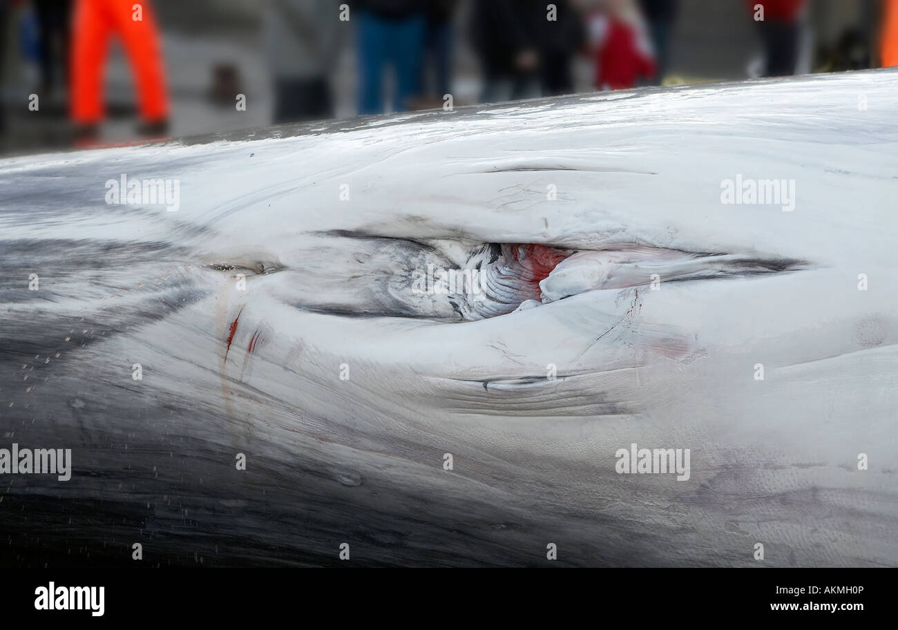Fin Whale genitals, reproductive organs Stock Photo: 15033429 - Alamy