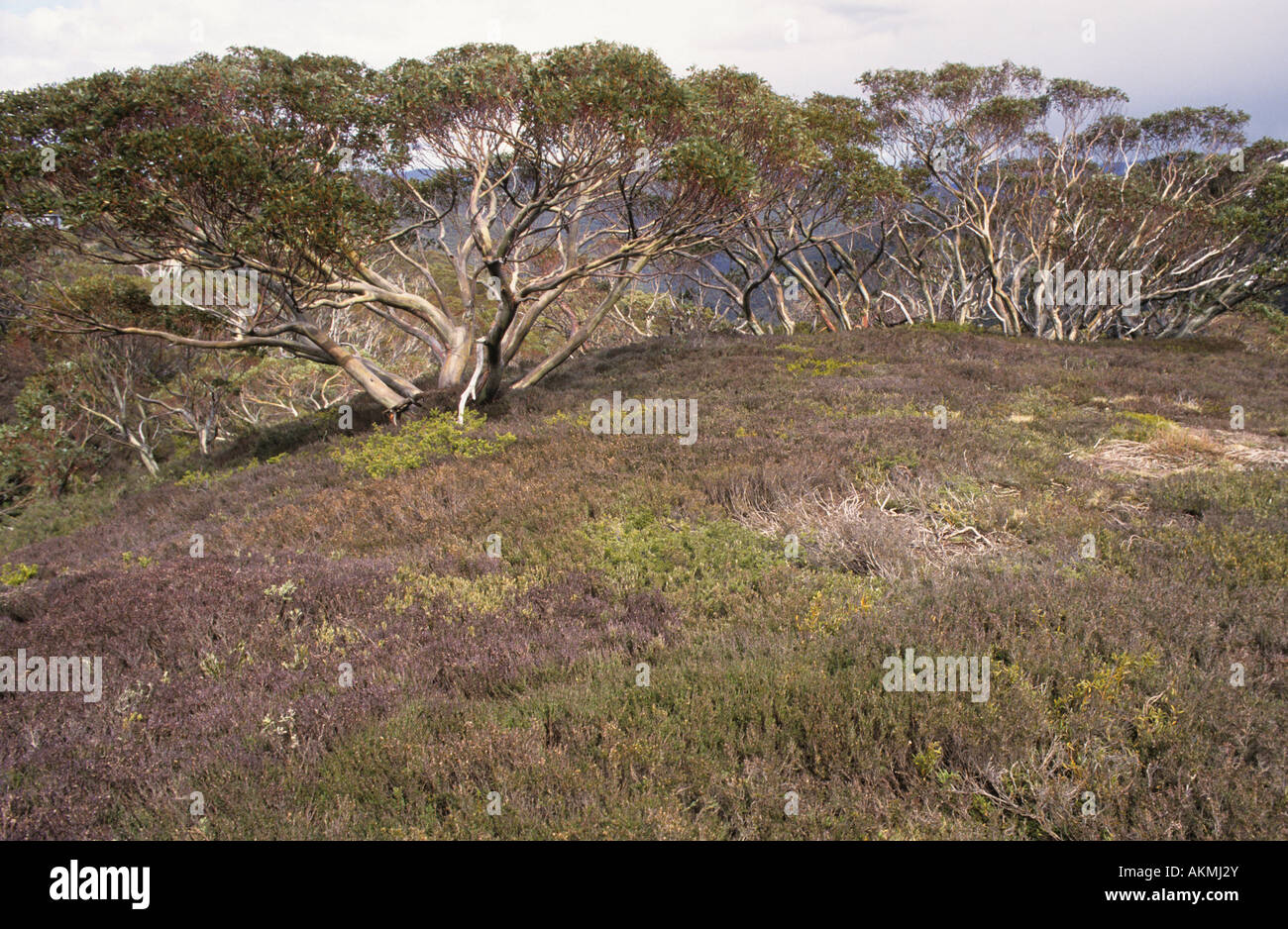 Snow Gums Eucalyptus pauciflora in an alpine meadow Alpine National Park Australia Stock Photo