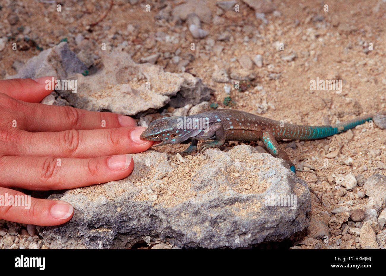 Blue whiptail lizard bites in finger Cnemidophorus murinus ruthveni