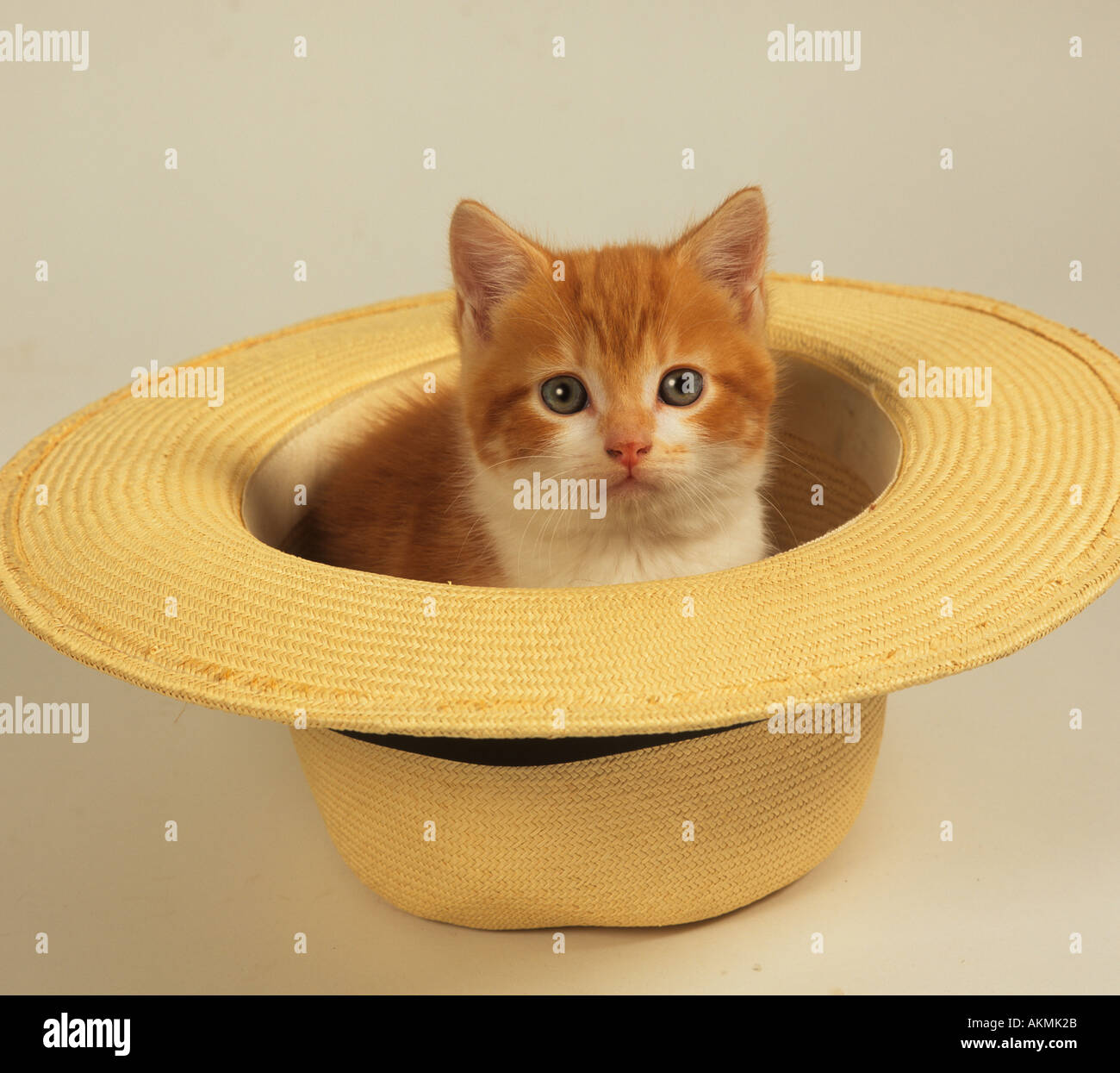 Ginger Kitten in Panama Hat Stock Photo