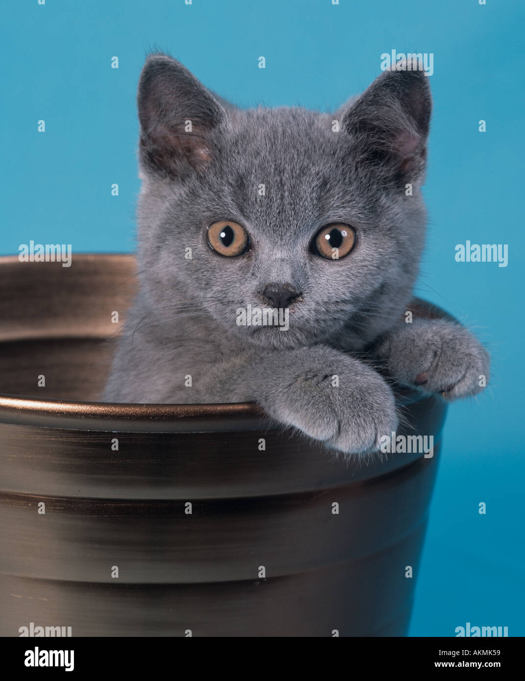 Short Haired Persian Kitten Stock Photo 4907864 Alamy