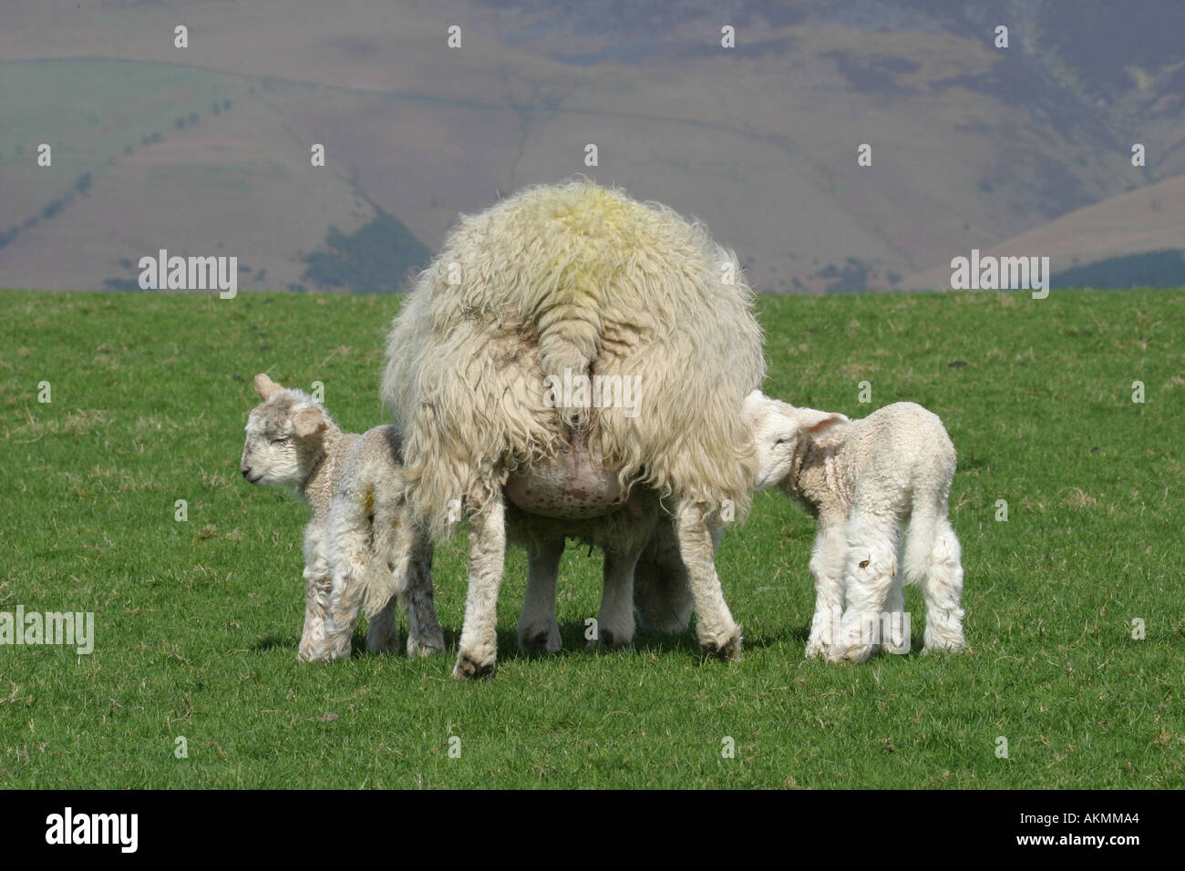 mother and baby sheep Stock Photo