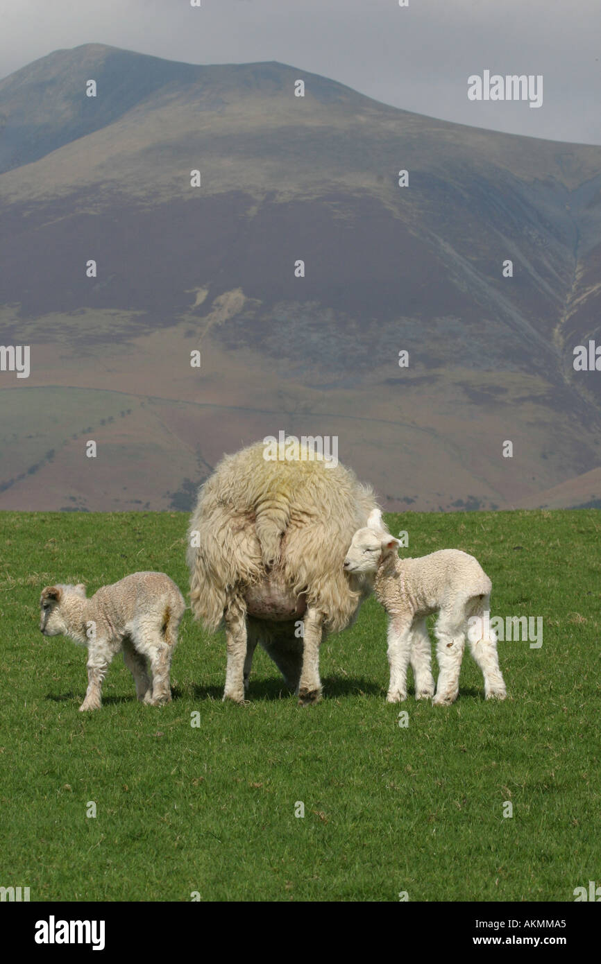 mother and baby sheep Stock Photo