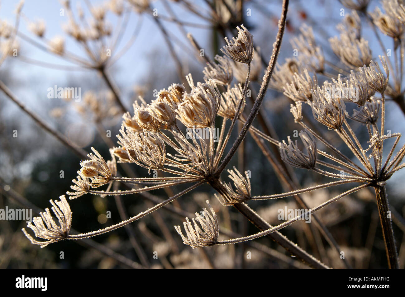Cow_parsley hi-res stock photography and images - Alamy