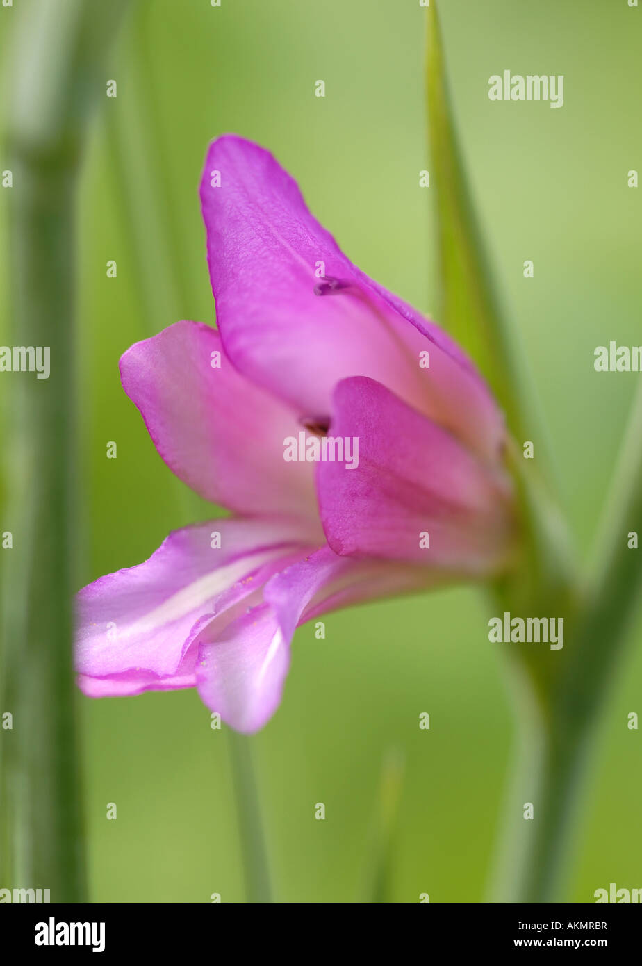 Pink Gladiolus Italicus Stock Photo