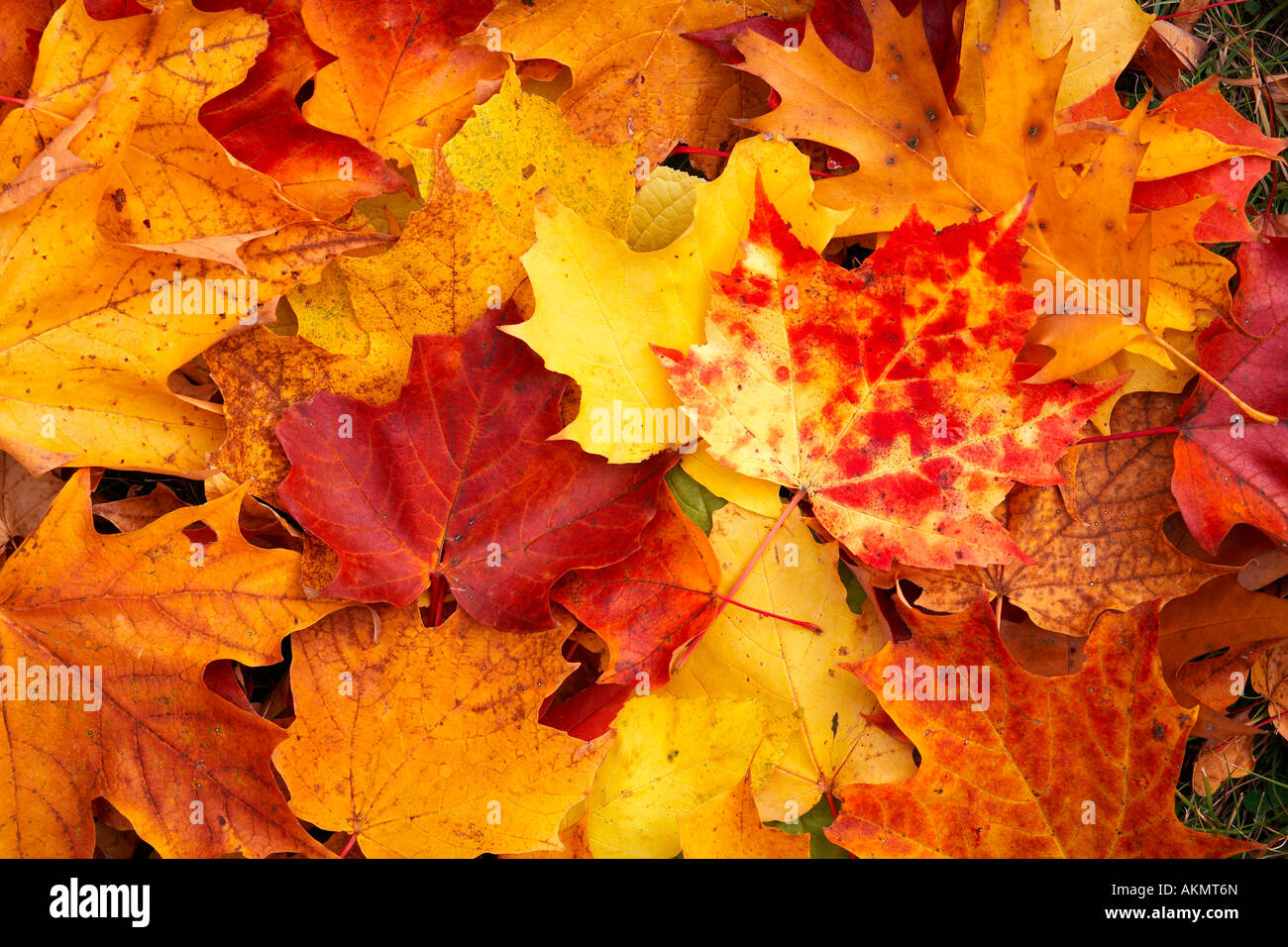 Canada, Quebec Province, Indian summer, autumn leaves Stock Photo - Alamy