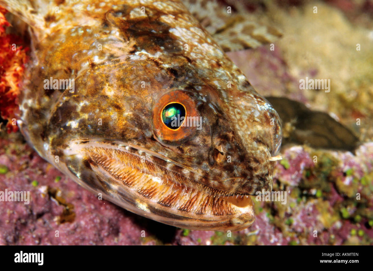 Egypt, Red Sea, lizardfish Stock Photo - Alamy