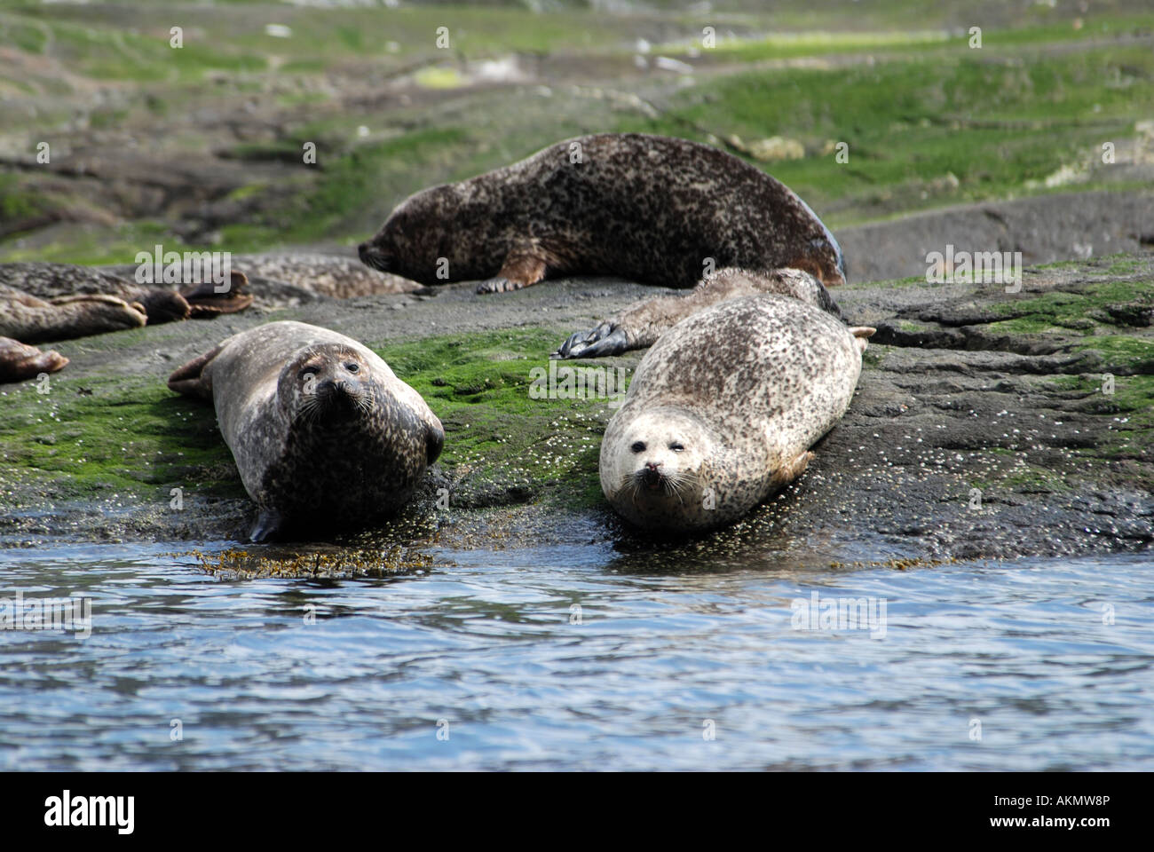 grey seals halichoerus grypus rock haul out loch scavaig island skye inner hebrides scotland Stock Photo