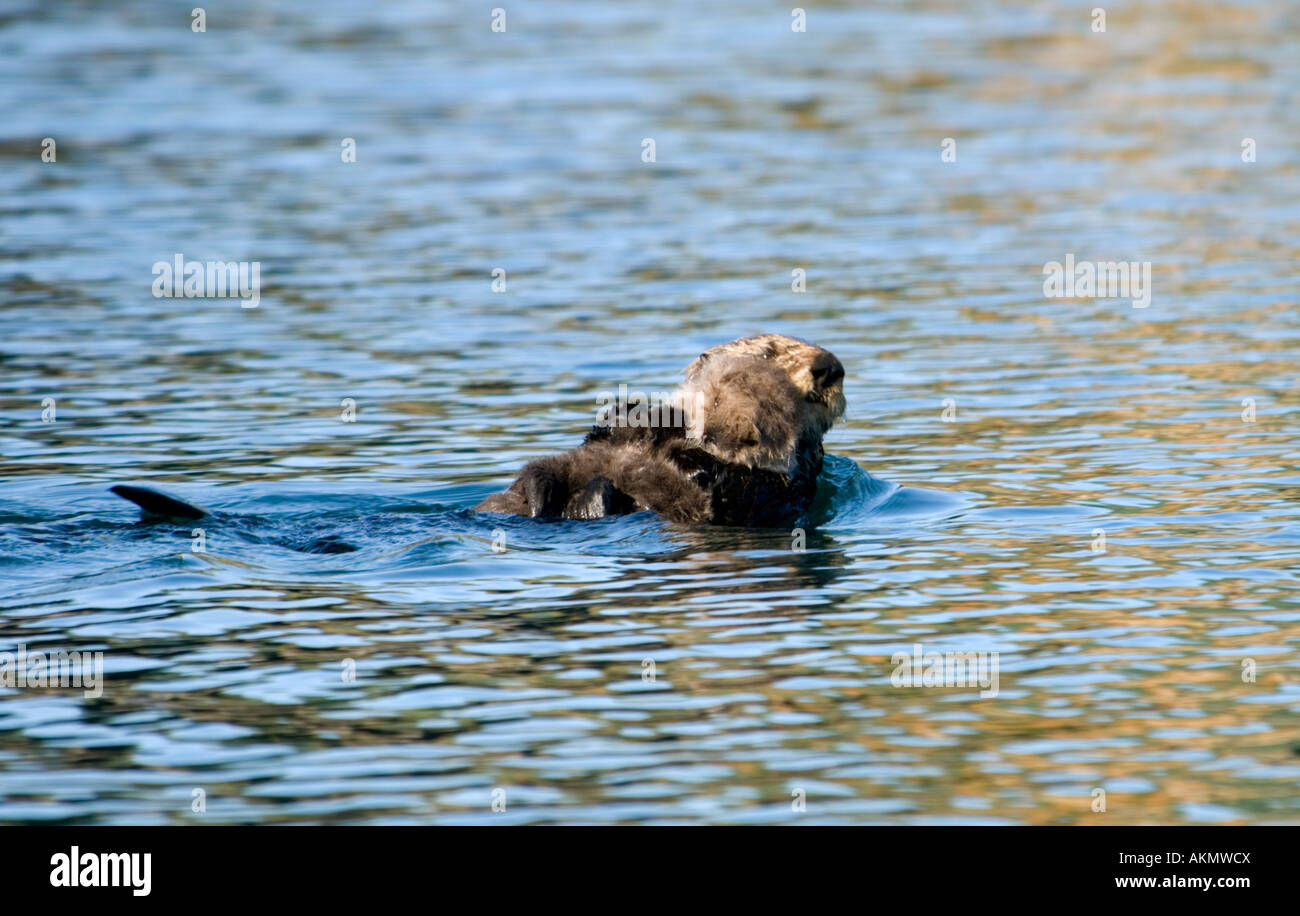 Mother female Sea Otter Enhydra lutris floating with her baby pup on her stomach near Kodiak Island, Alaska Stock Photo