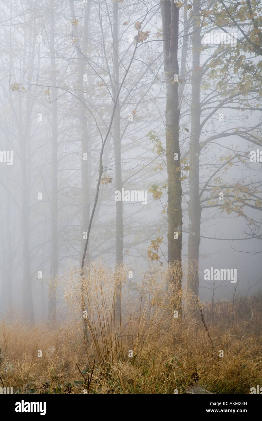 Trees in fog behind a clump of Deschampsia caespitosa Stock Photo